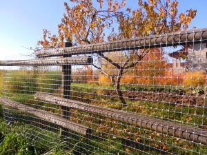 Millennium afzetgaas in een natuurlijke omgeving